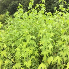 Ripariosida hermaphrodita