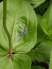 Arilus cristatus