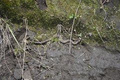 Crotalus ravus ravus