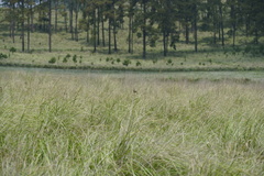 Xenospiza baileyi