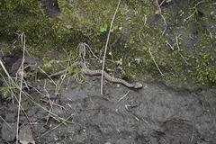 Crotalus ravus ravus