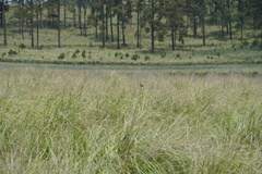 Xenospiza baileyi