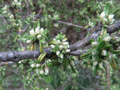 Olearia bullata