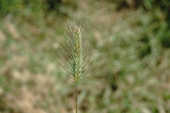 Hordeum geniculatum