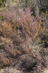 Muraltia scoparia