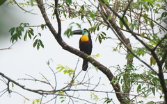 Ramphastos vitellinus