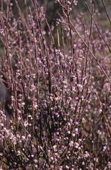 Muraltia scoparia