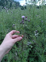 Cirsium arvense