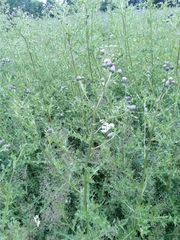 Cirsium arvense