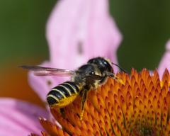Megachile pugnata