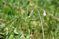 Lathyrus hirsutus