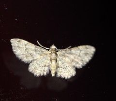 Chloroclystis mniochroa