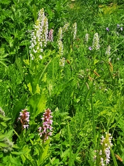 Galearis camtschatica