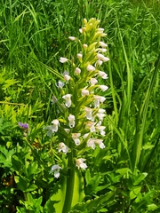 Galearis camtschatica