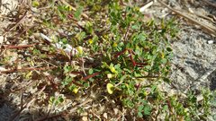 Acmispon maritimus brevivexillus