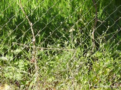 Calepina irregularis