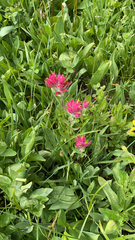 Castilleja parviflora