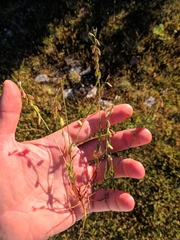 Polygala monspeliaca