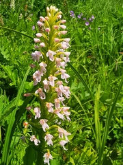 Galearis camtschatica