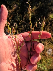 Polygala monspeliaca