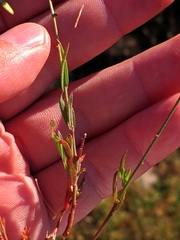 Polygala monspeliaca