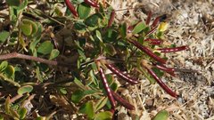 Acmispon maritimus brevivexillus