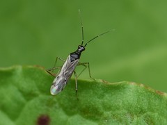 Dicyphus errans