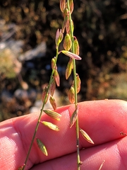 Polygala monspeliaca