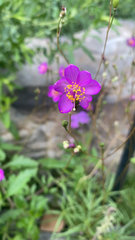 Phemeranthus calcaricus