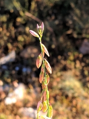 Polygala monspeliaca