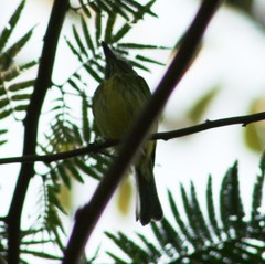 Hemitriccus striaticollis