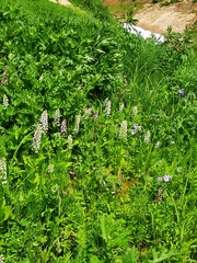 Galearis camtschatica