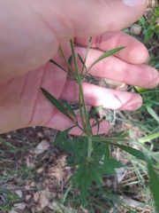 Pterocephalus plumosus