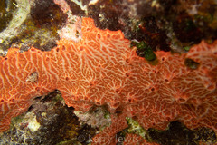Chalinula zeae