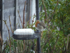 Erithacus rubecula
