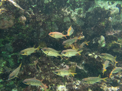 Neoniphon vexillarium