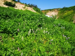 Galearis camtschatica