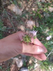 Pterocephalus plumosus