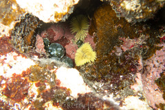 Notaulax occidentalis