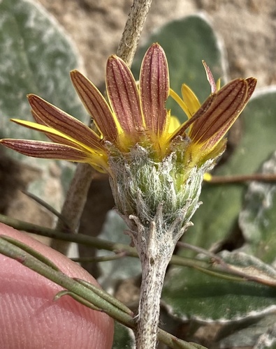 Haplocarpha lyrata, photograph 4