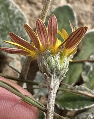 Haplocarpha lyrata