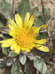 Haplocarpha lyrata
