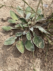 Haplocarpha lyrata