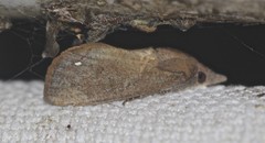 Hypocala guttiventris