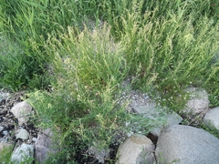 Atriplex littoralis