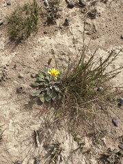 Haplocarpha lyrata