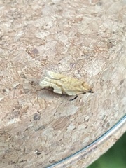 Paramesia gnomana