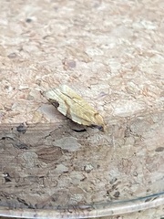 Paramesia gnomana