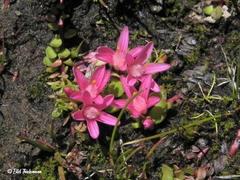 Lysimachia buxifolia