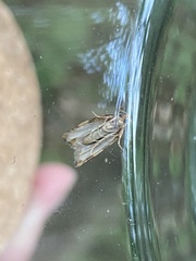 Paramesia gnomana